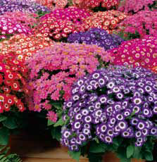 PERICALLIS<br /><span>Cineraria</span>