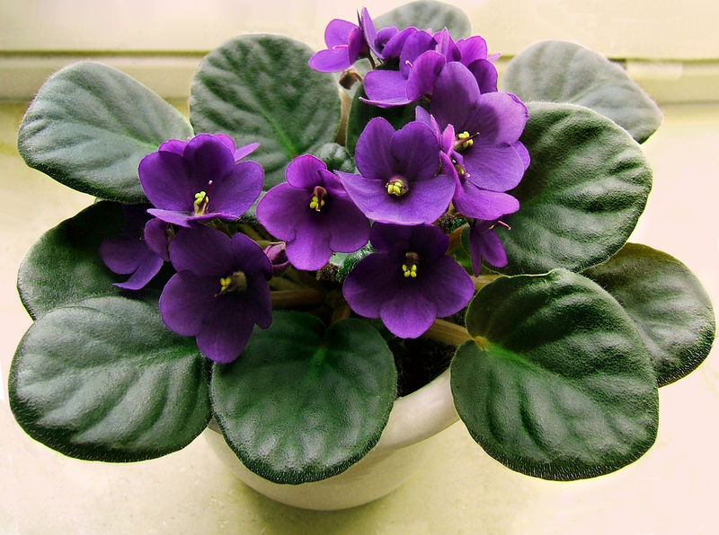 SAINTPAULIA<br /><span>Violete Africane</span>