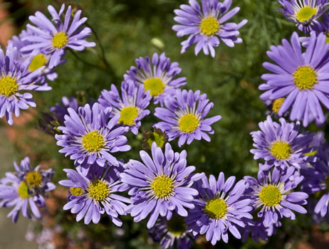 BRACHYSCOME