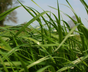 LOLIUM<br /><span>Annual Ryegrass</span>