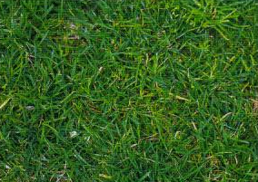 FESTUCA<br /><span>Red Fescue</span>
