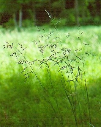FESTUCA<br /><span>Tall Fescue</span>