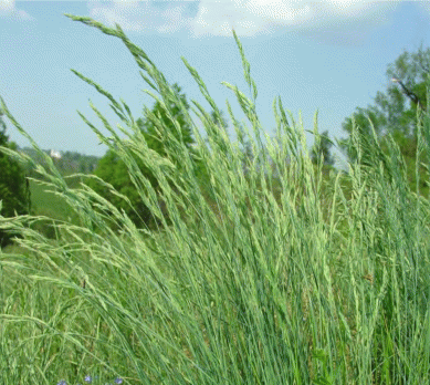 FESTUCA<br /><span>Hard Fescue</span>