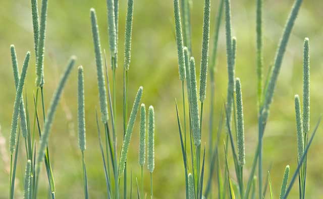 PHLEUM<br /><span>Timothy (Dup)</span>