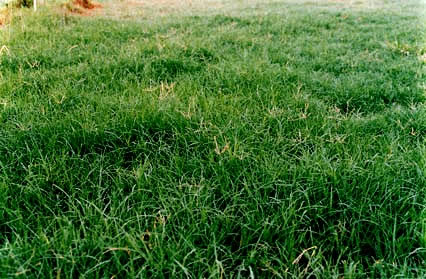 CYNODON<br /><span>Bermudagrass</span>