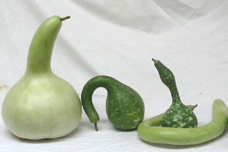 Calabashs