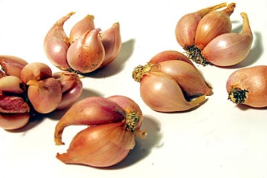 Shallots