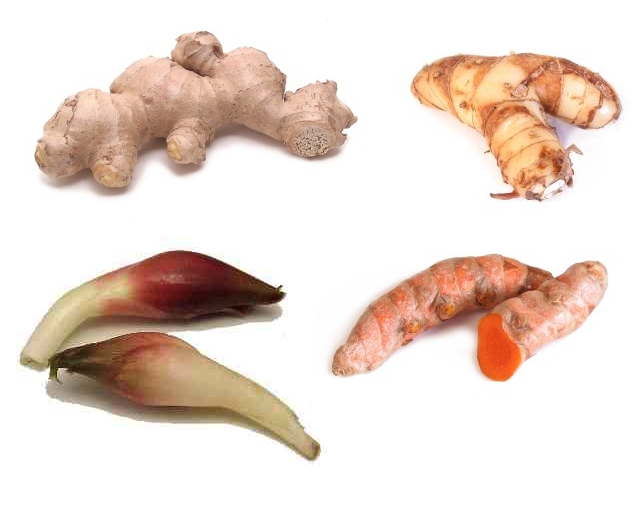 Rhizomes