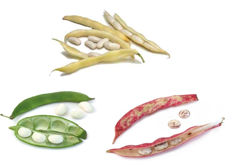 Fresh Beans