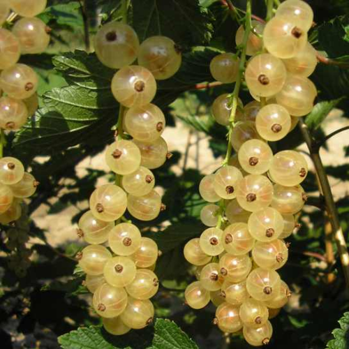 RIBES<br /><span>Coacăz Alb</span>