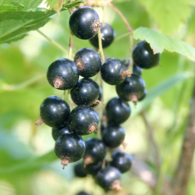 RIBES<br /><span>Coacăz Negru</span>
