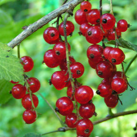 RIBES<br /><span>Coacăz Roşu</span>