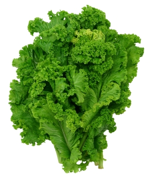 BRASSICA<br /><span>Muştar Indian</span>