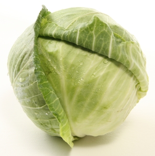 BRASSICA<br /><span>Cabbage</span>