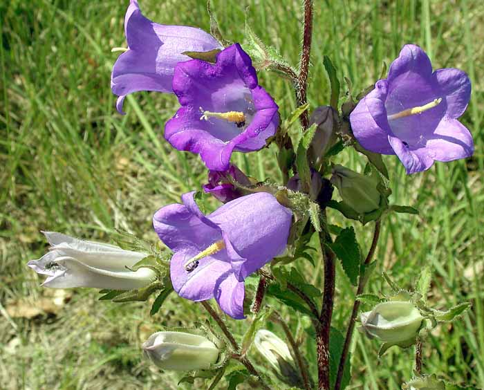 CAMPANULA<br /><span>Clopoţel (Bienal)</span>