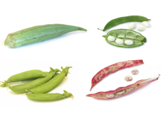 Seeds