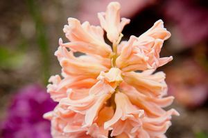 HYACINTHUS<br /><span>Single Hyacinths</span>