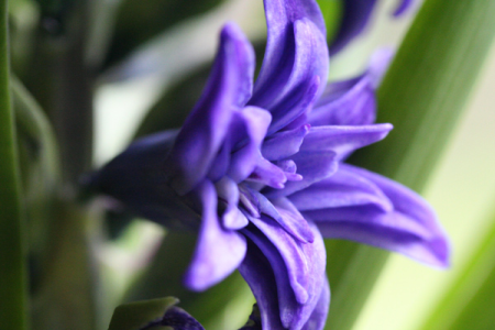 HYACINTHUS<br /><span>Double Hyacinths</span>