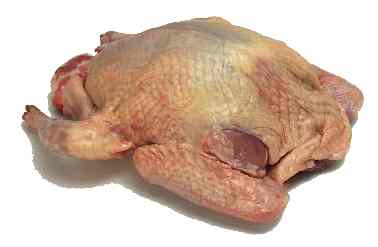 PORUMBEL