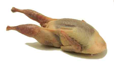Quail