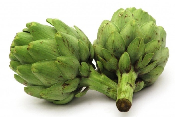 CYNARA<br /><span>Artichoke</span>