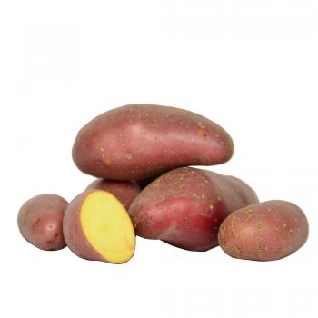 RED POTATOES