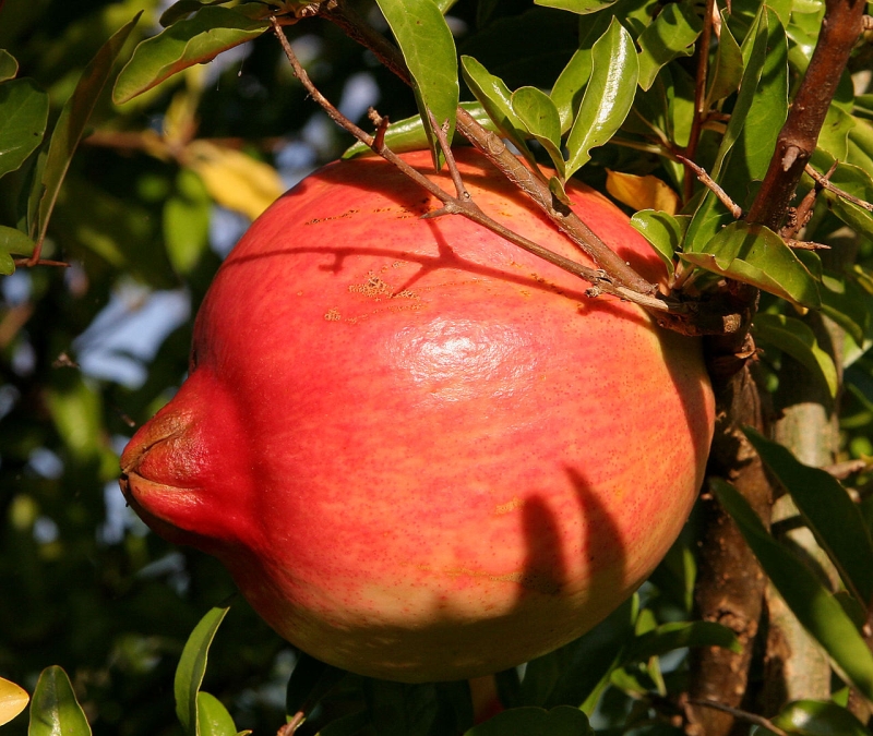 PUNICA<br /><span>Rodie</span>