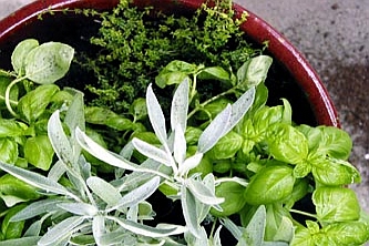 Plante  Aromatice