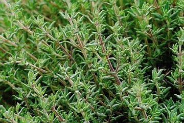 HYSSOPUS, SATUREJA, THYMUS<br /><span>Cimbru</span>