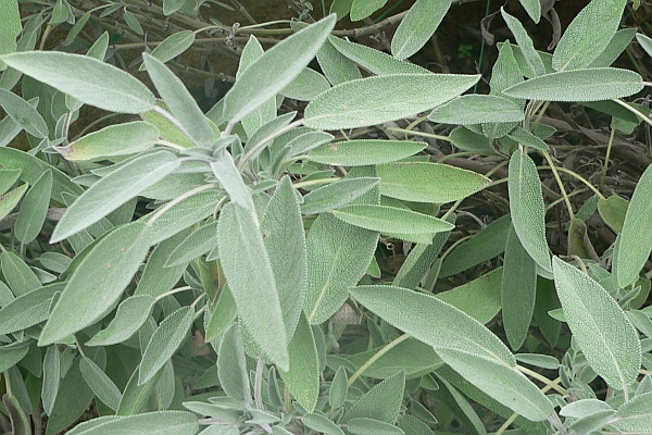 SALVIA<br /><span>Salvie</span>