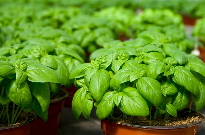OCIMUM<br /><span>Busuioc</span>
