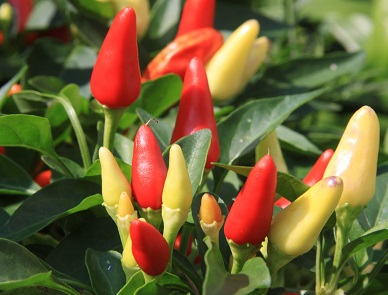 CAPSICUM<br /><span>Ornamental Pepper</span>