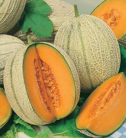 CUCUMIS<br /><span>Pepene Galben</span>