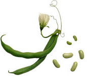 PHASEOLUS<br /><span>Fasole Urcătoare</span>