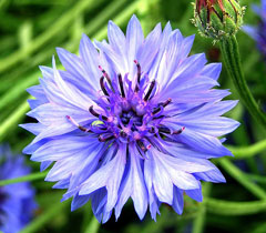 CENTAUREA<br /><span>Cornflower</span>