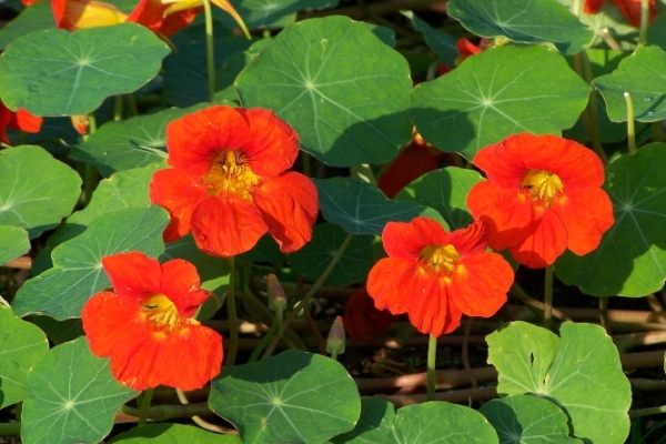 TROPAEOLUM<br /><span>Garden Nasturtium</span>