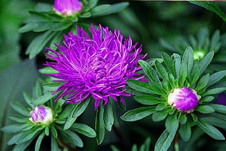 CALLISTEPHUS<br /><span>China Aster</span>