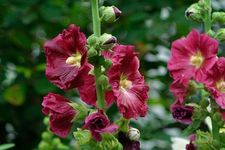 ALCALTHAEA, ALCEA, MALVA<br /><span>Nalbă De Grădină</span>