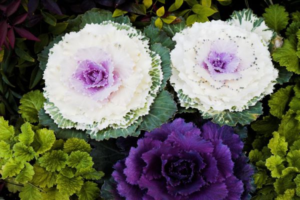 BRASSICA<br /><span>Ornamental Cabbage</span>