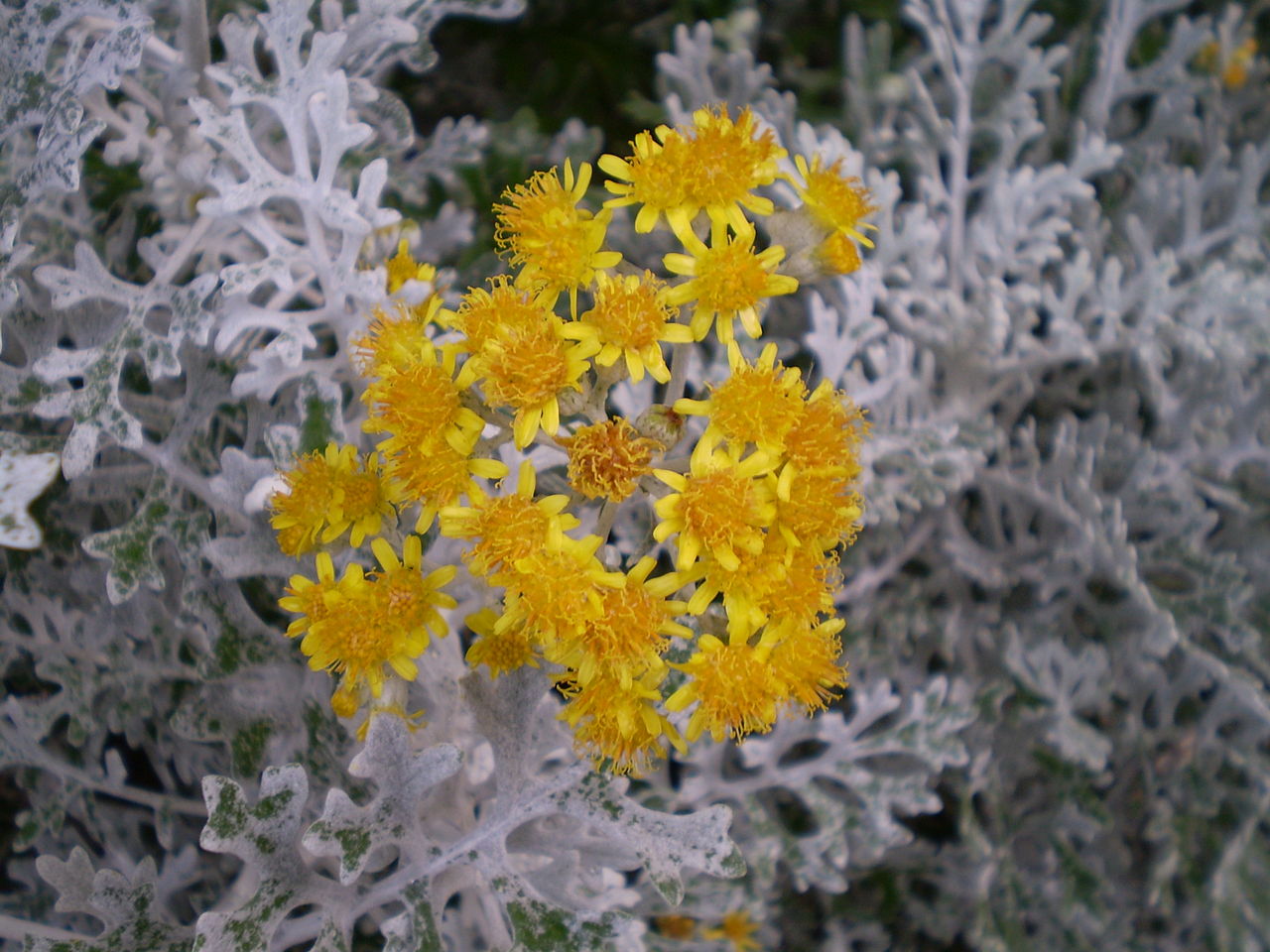 JACOBAEA
