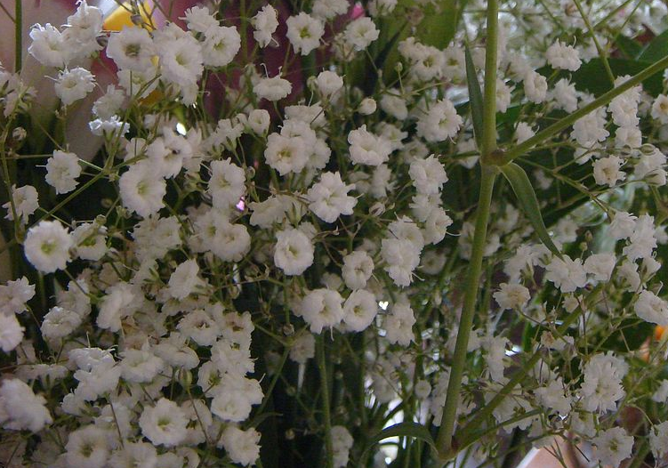GYPSOPHILA<br /><span>Baby`s-Breath</span>