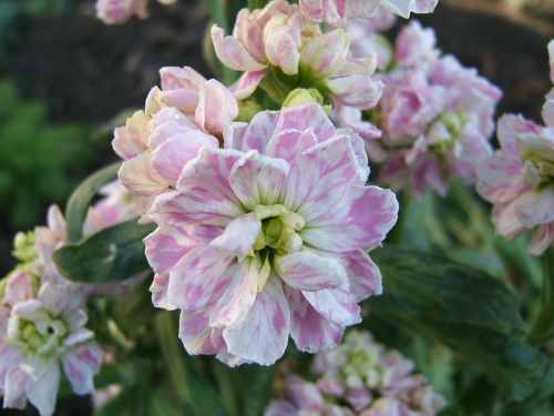 MATTHIOLA<br /><span>Hoary Stock</span>
