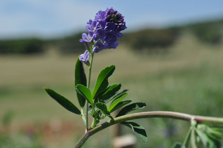 MEDICAGO<br /><span>Lucernă</span>