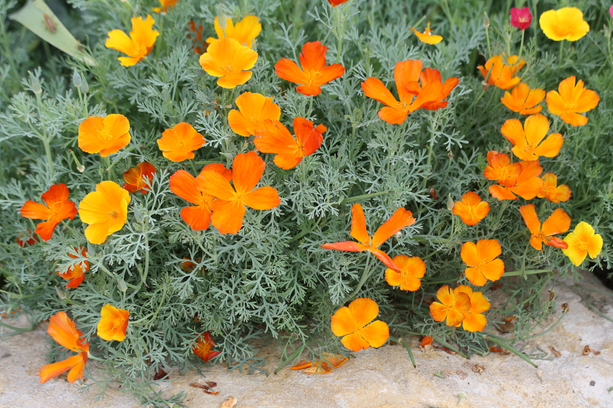 ESCHSCHOLZIA