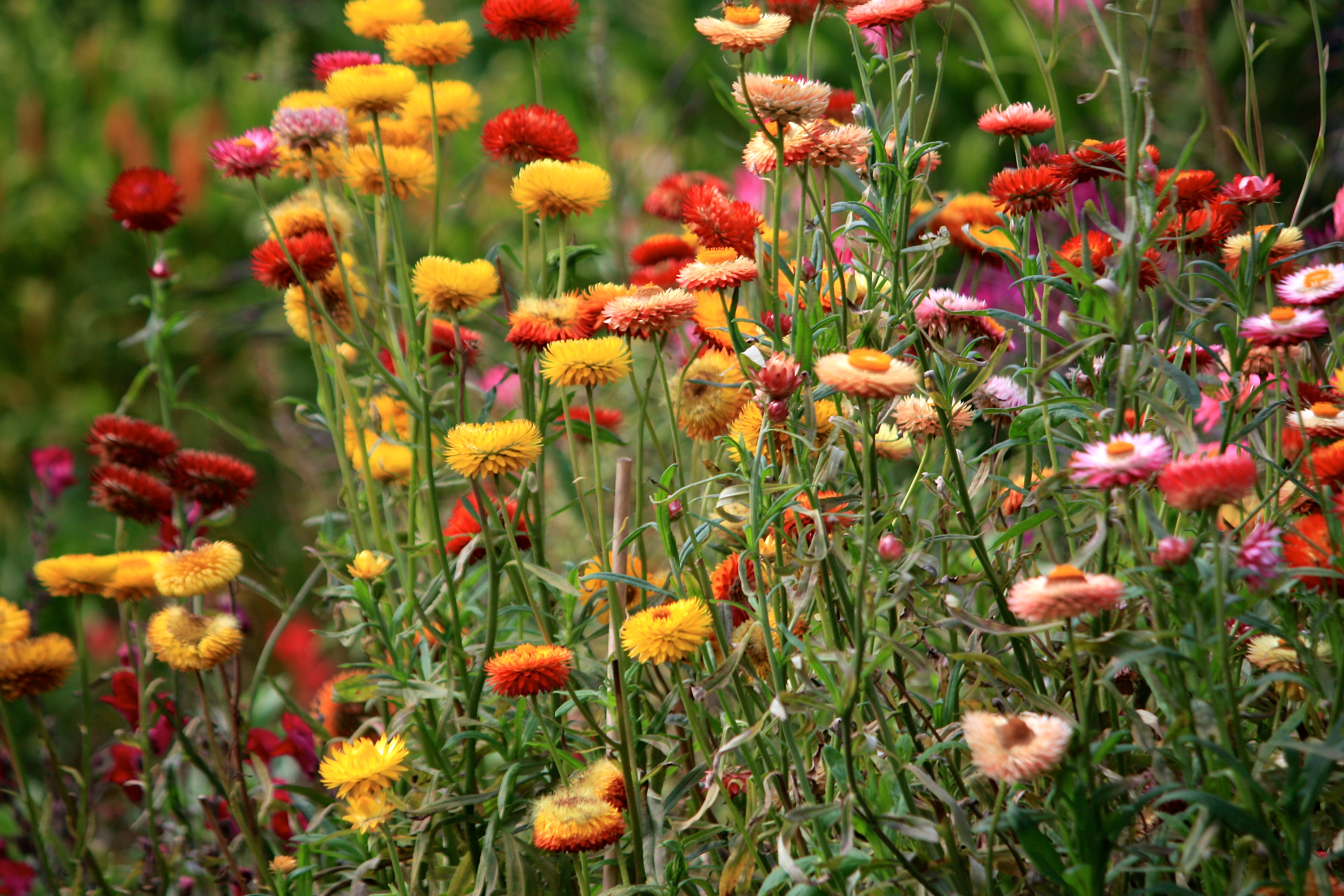 XEROCHRYSUM
