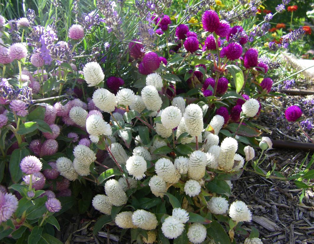 GOMPHRENA<br /><span>Gomfrena</span>