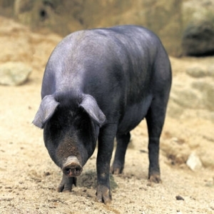 Porcine