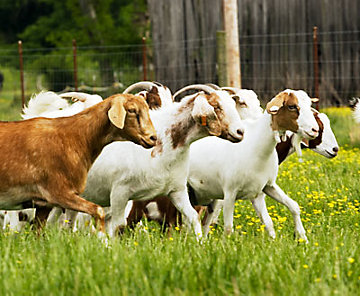 Ovine și caprine