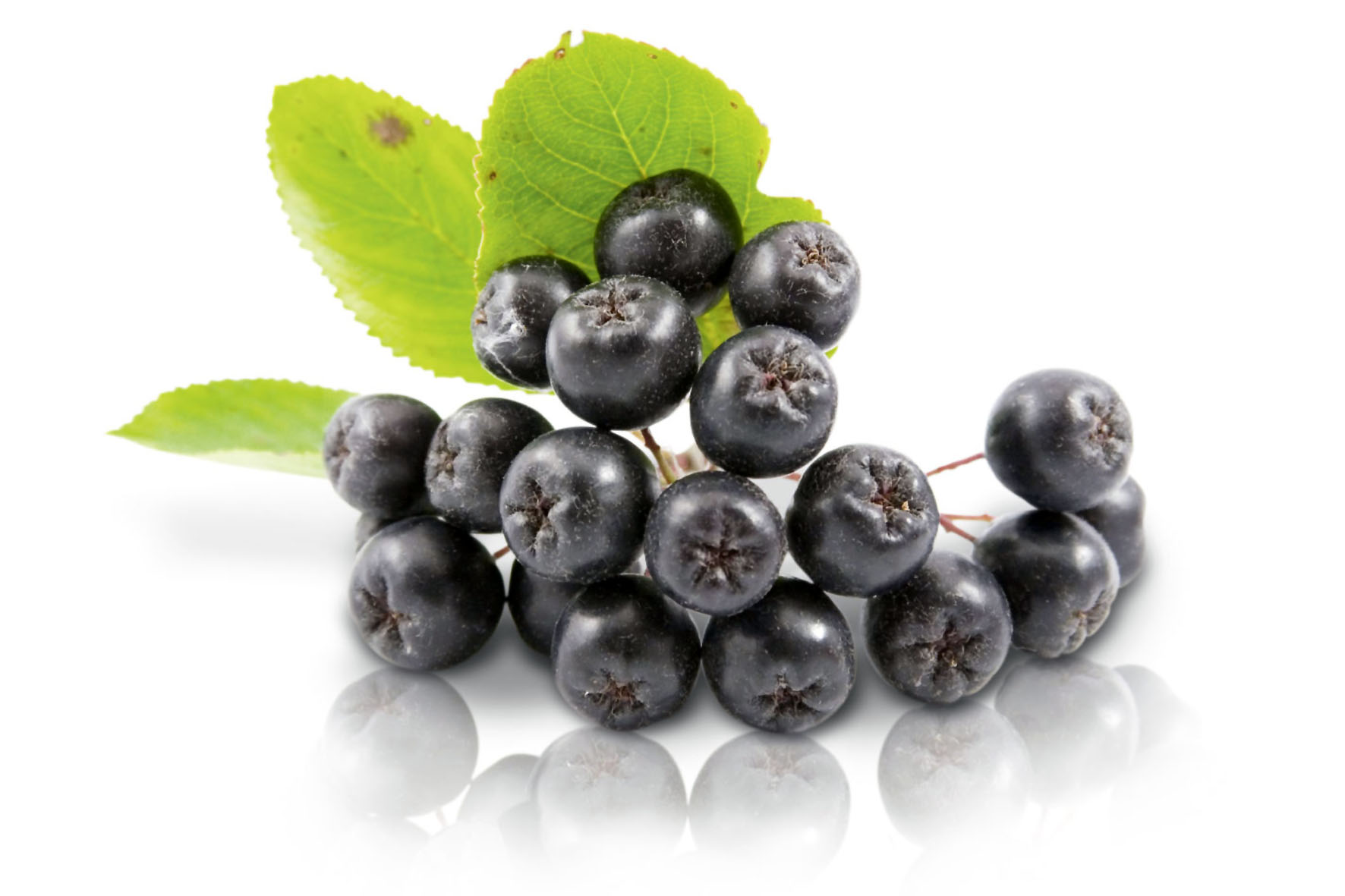 BLACK CHOKEBERRIES