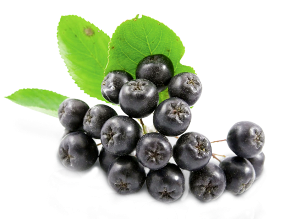 ARONIA